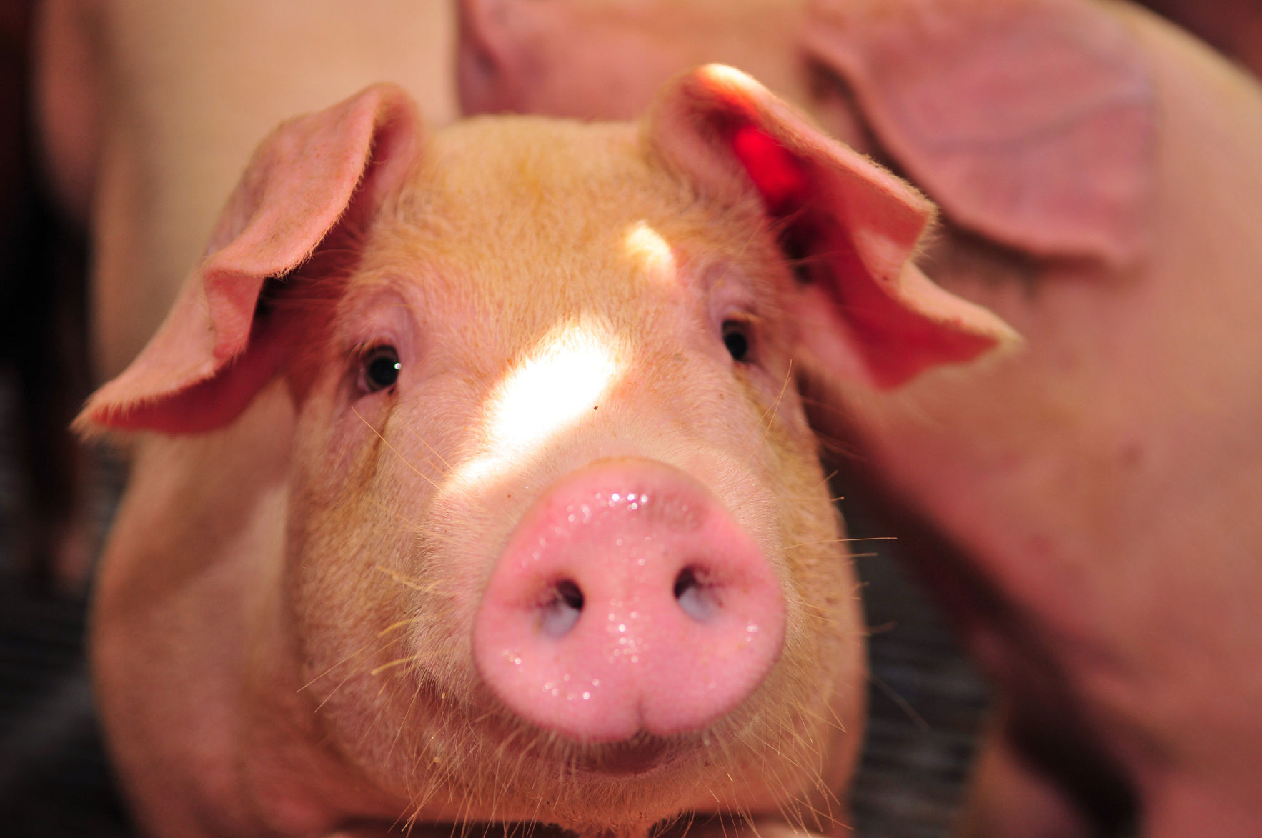 Swine